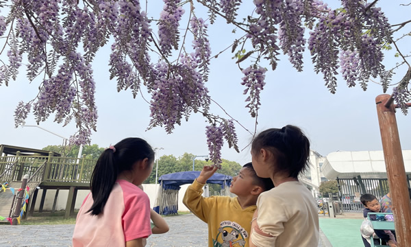 平湖实幼：藤花漫舞时，童语…